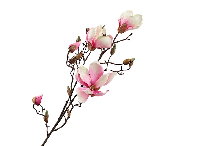 <h4>Magnolia Pink</h4>
