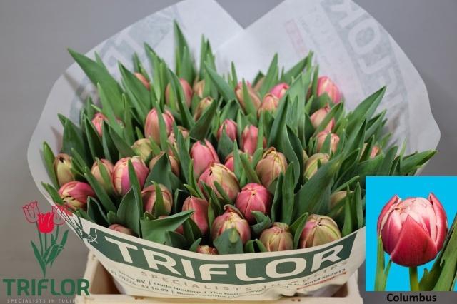 <h4>TU DU COLUMBUS</h4>