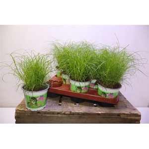 arr8 Cyper Alt Zumula