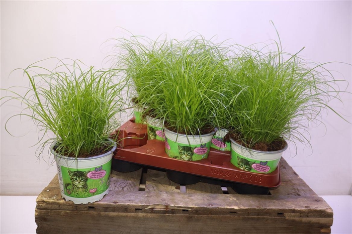 <h4>Cyper Alt Zumula</h4>