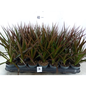 Dracaena marg. 'Magenta'