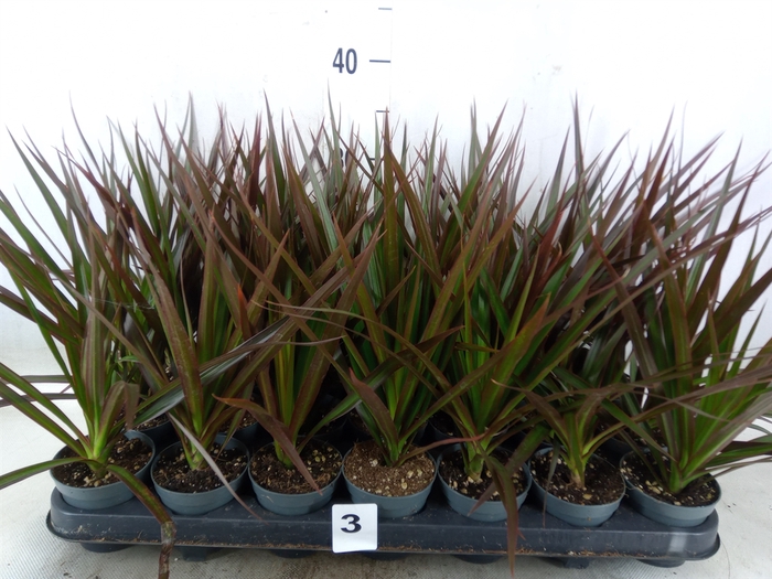 <h4>Dracaena marg. 'Magenta'</h4>