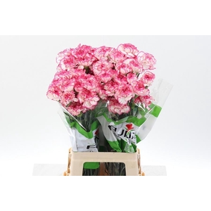 Dianthus st komachi