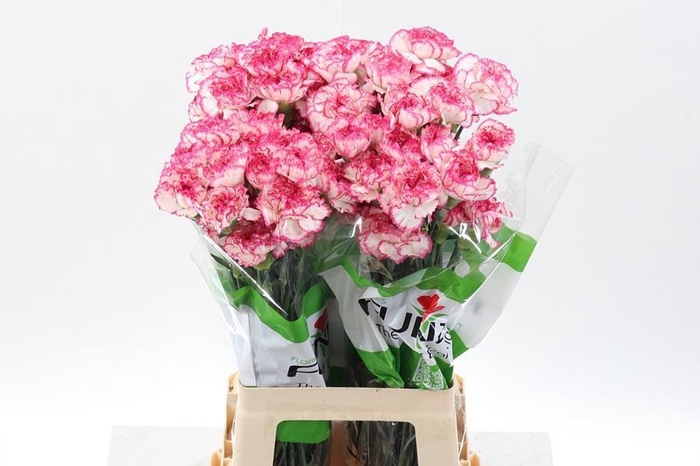 <h4>Dianthus st komachi</h4>