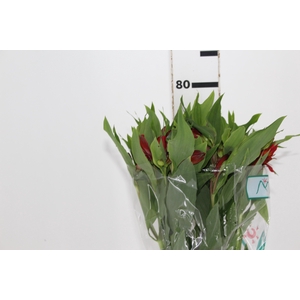 ALSTROEMERIA ANGELINA 080 CM