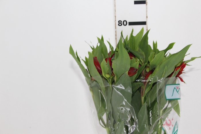 <h4>ALSTROEMERIA ANGELINA 080 CM</h4>