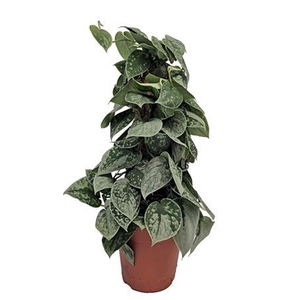 Scindapsus Silvery Ann Mosstok