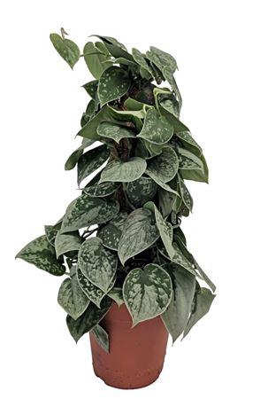 <h4>Scindapsus Silvery Ann Mosstok</h4>