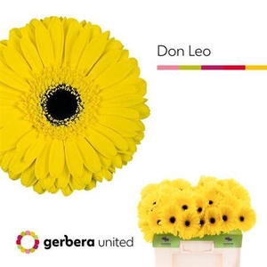 Ge Gr Don Leo