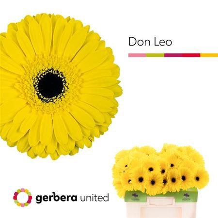 <h4>Ge Gr Don Leo</h4>