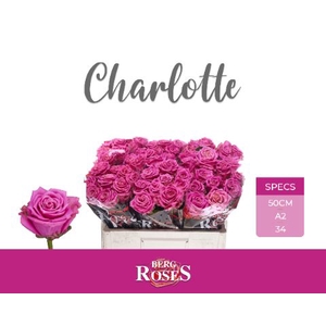 R Gr Charlotte Berg A2