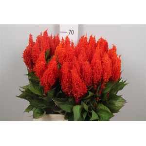 Cel P Sunday Orange