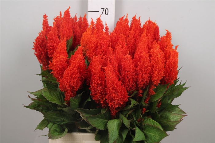 <h4>Cel P Sunday Orange</h4>