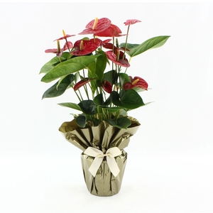 Anthurium 17 cm Jambo Red in Rondello gold + bow