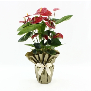 Anthurium 17 cm Jambo Red in Rondello gold + bow