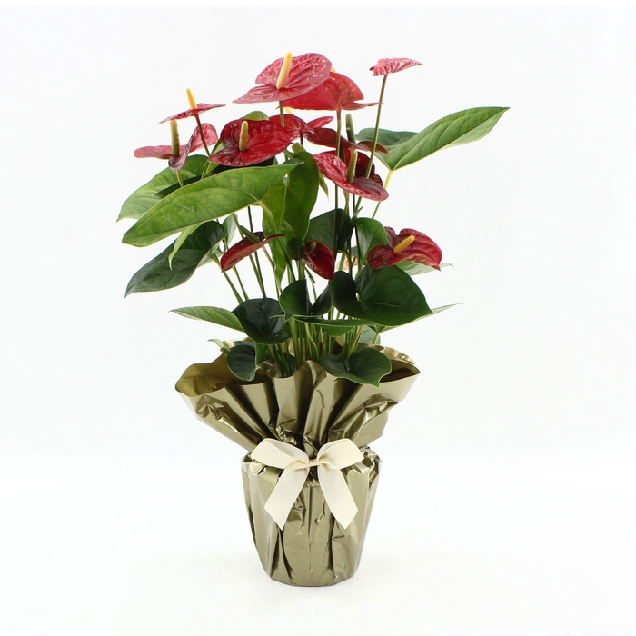 <h4>Anthurium 17 cm Jambo Red in Rondello gold + bow</h4>