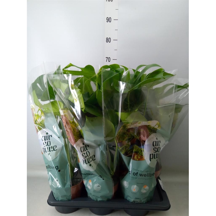 <h4>Monstera delic.</h4>