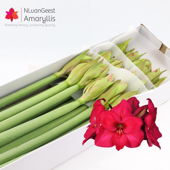 <h4>HIPP GA PLEASURE</h4>