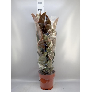 Ficus elastica 'Belize'
