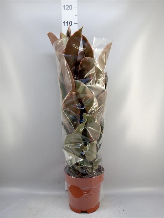 <h4>Ficus elastica 'Belize'</h4>