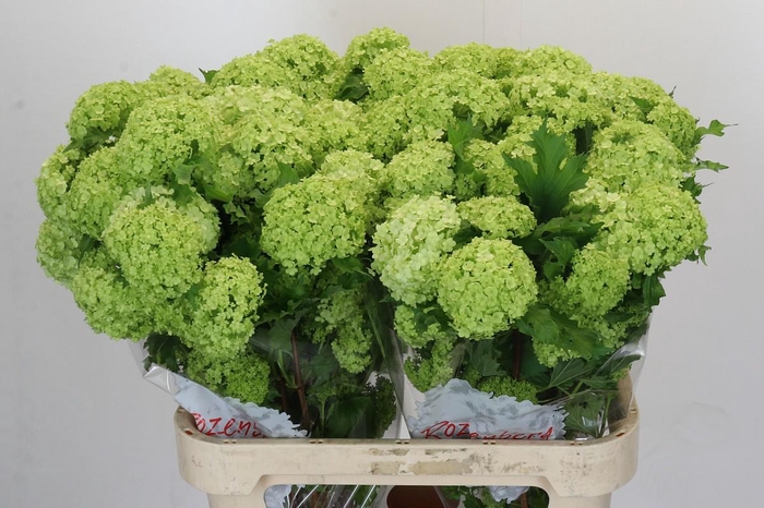 <h4>Viburnum Opulus Roseum</h4>