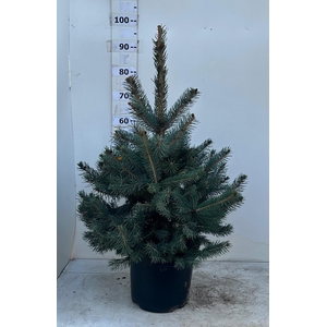 PICEA PU GLAUCA
