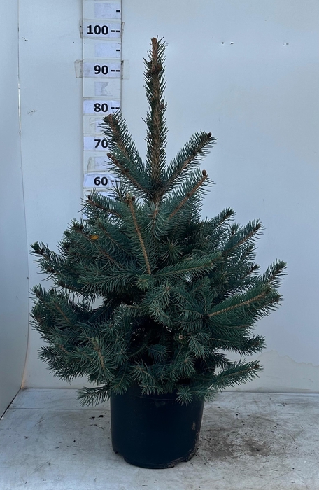 <h4>PICEA PU GLAUCA</h4>