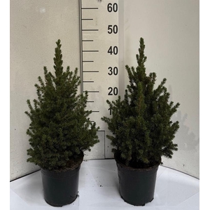 PICEA GL CONICA