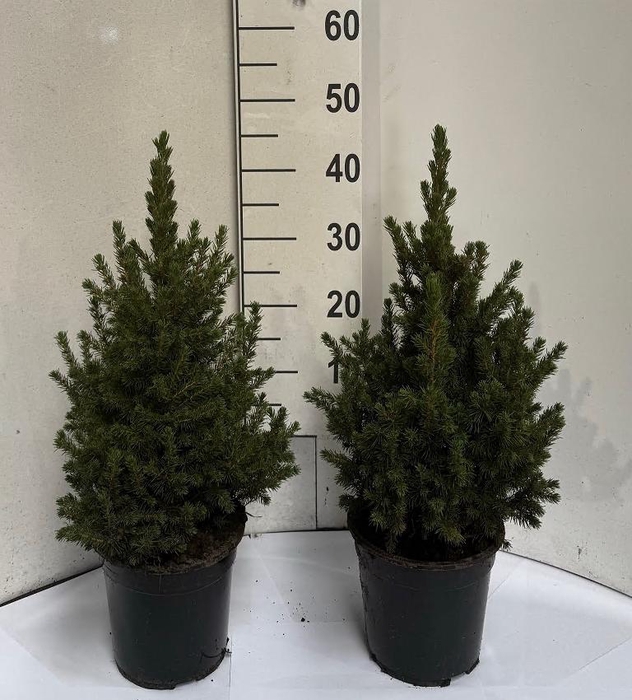 <h4>PICEA GL CONICA</h4>