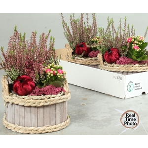 ARR TUINPLANTEN