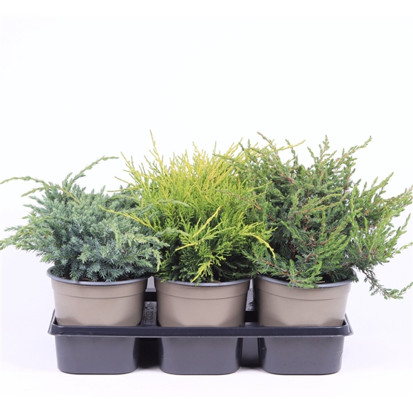 <h4>Juniperus gemengde bak</h4>