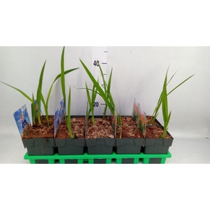 Crocosmia masoniorum