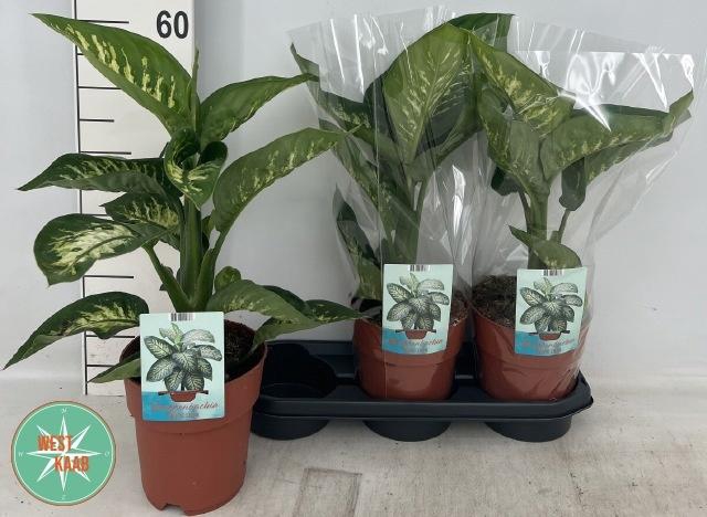 <h4>DIEFF SE TROPIC SNOW</h4>