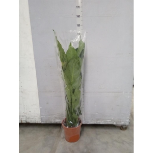 Spathiphyllum  'Sweet Sebastiano'