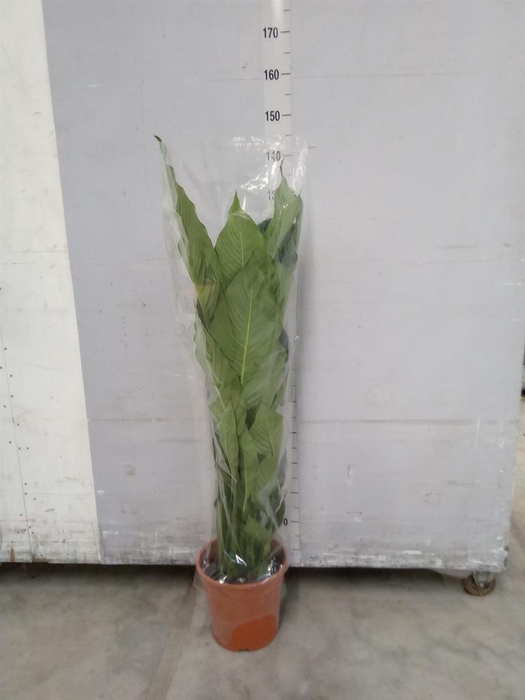<h4>Spathiphyllum  'Sweet Sebastiano'</h4>