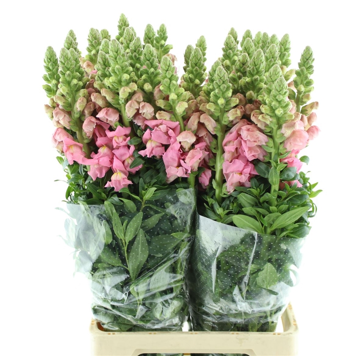 <h4>Antirrhinum Potomac Early Pink</h4>