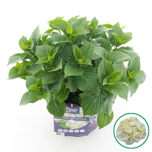 Hydrangea macr. Forever & Ever® Wit C5 (23cm.) Kn.