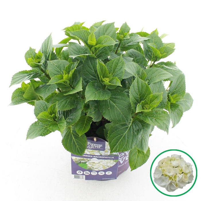 <h4>Hydrangea macr. Forever & Ever® Wit C5 (23cm.) Kn.</h4>