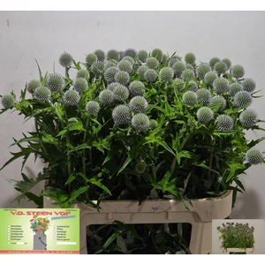 Echin Ba Blue Globe