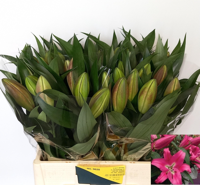 <h4>LI OT CORVETTE</h4>