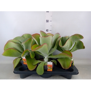 Kalanchoe NF thyrsiflora 'Red Lips'