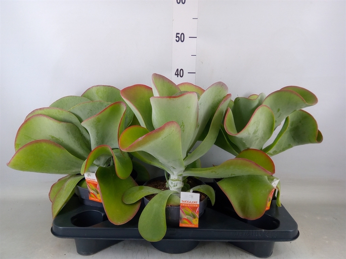 <h4>Kalanchoe NF thyrsiflora 'Red Lips'</h4>