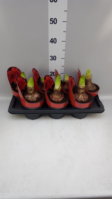 <h4>Hippeastrum GA 'Magnum'</h4>