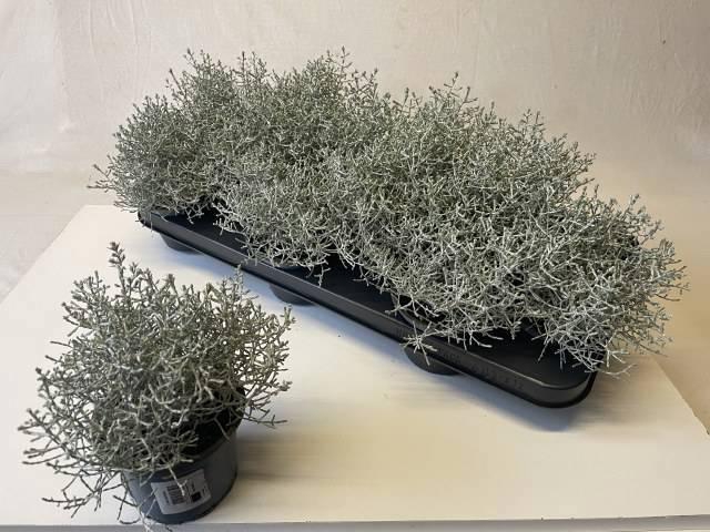 <h4>LEUCOPH BROWNII</h4>