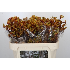 Anigozanthos Gold Fever