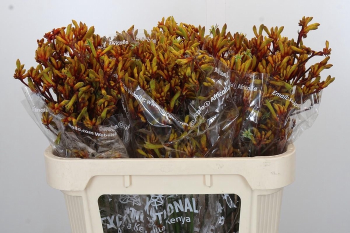 <h4>Anigozanthos Gold Fever</h4>