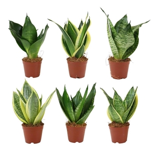 SANSEVIERIA TRIFASCIATA p6