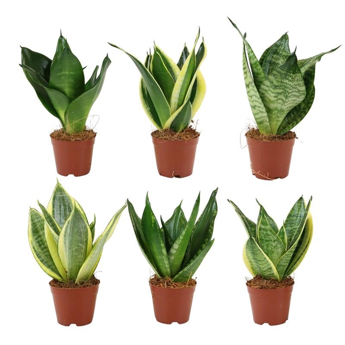 <h4>SANSEVIERIA TRIFASCIATA p6</h4>
