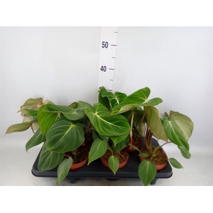 Philodendron gloriosum