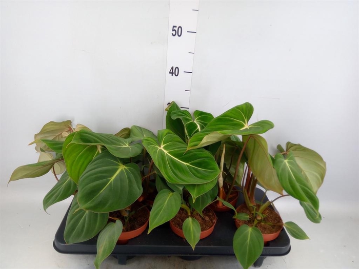<h4>Philodendron gloriosum</h4>